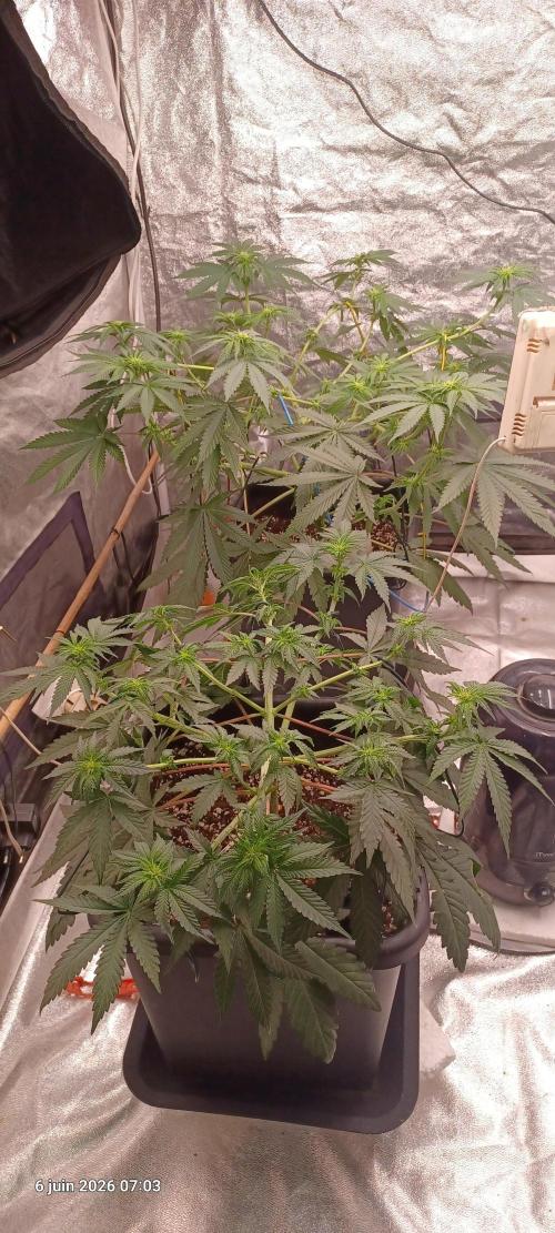 Wedding Cake. Week 8