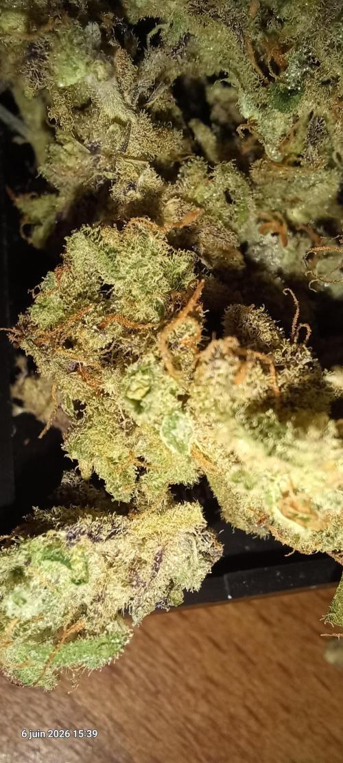Appel Fritter Auto.. rQs. Week 13