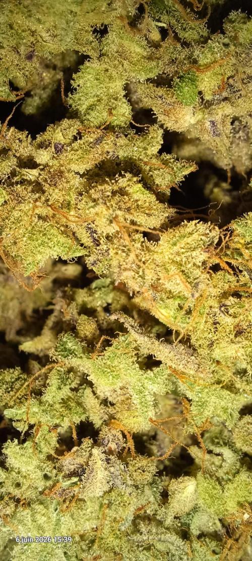 Appel Fritter Auto.. rQs. Week 13