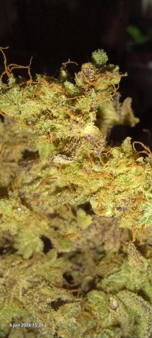 Appel Fritter Auto.. rQs. Week 13