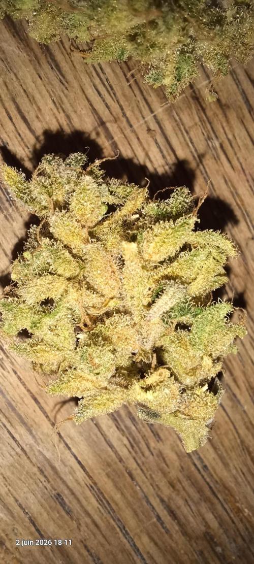 Appel Fritter Auto.. rQs. Week 13