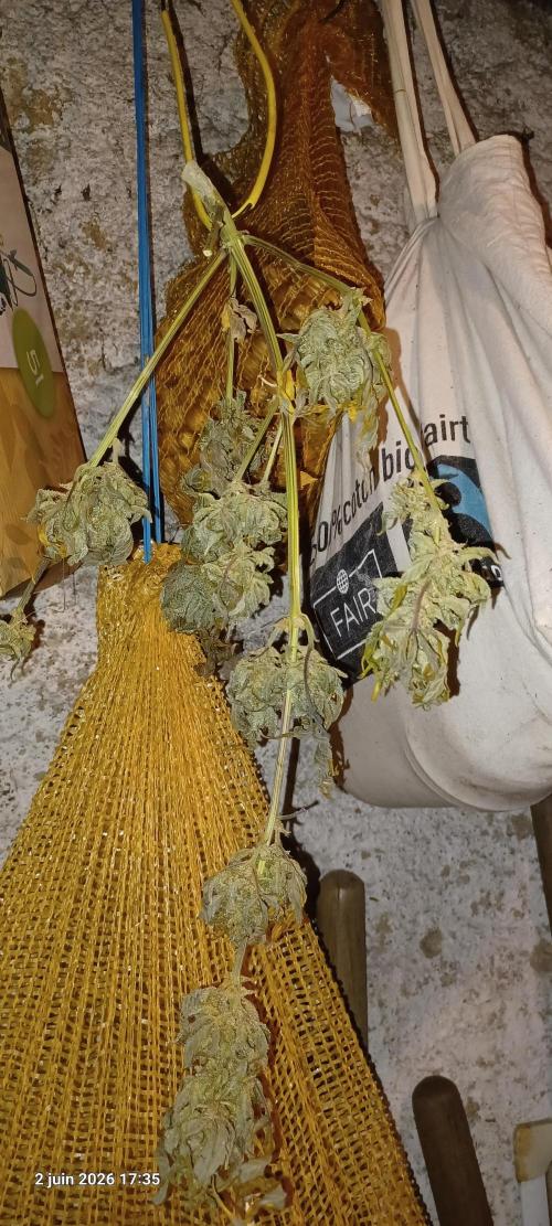 Appel Fritter Auto.. rQs. Week 13