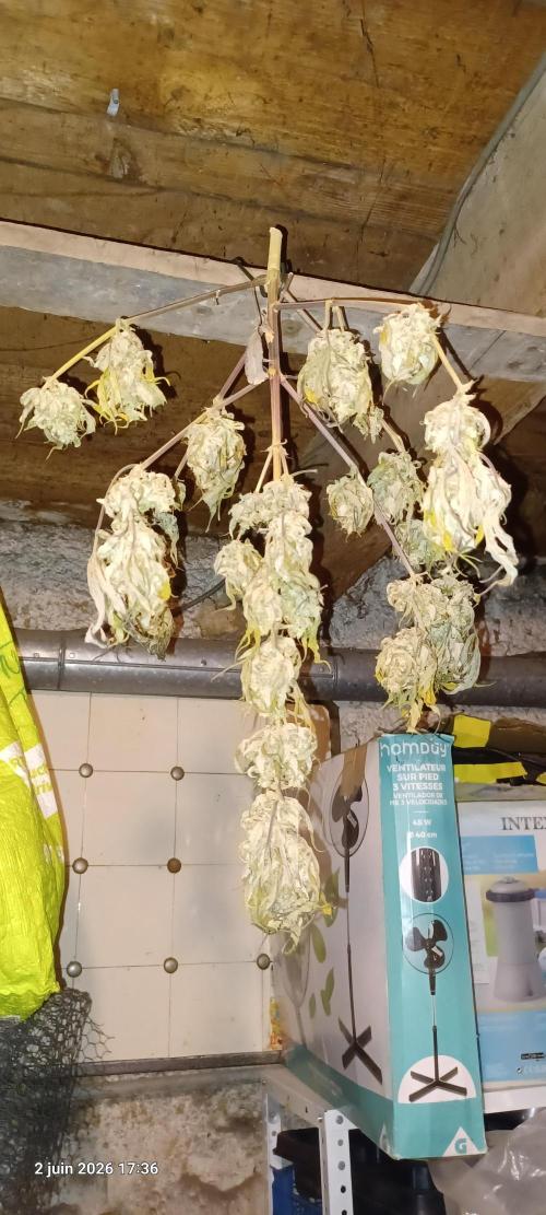 Appel Fritter Auto.. rQs. Week 13