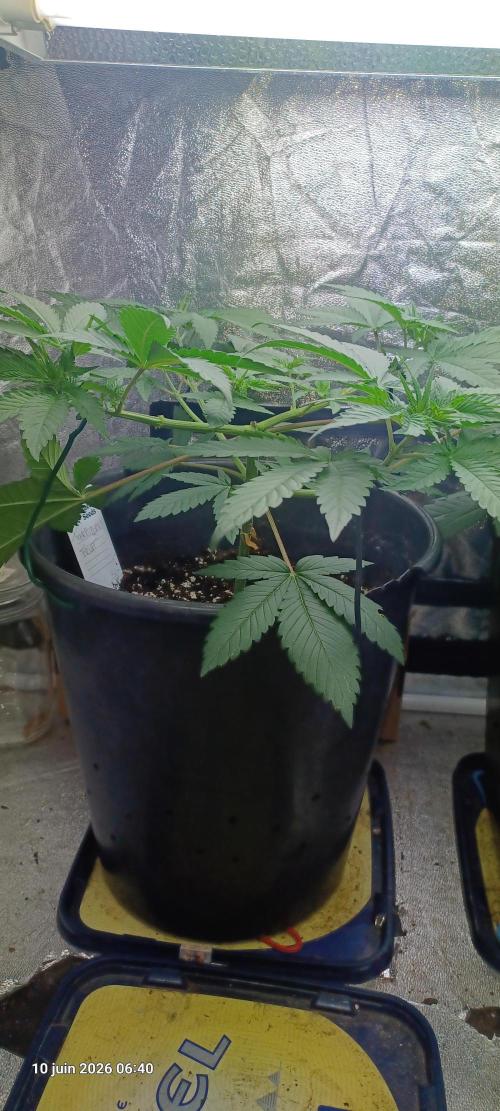 Forbidden Fruit  rQs. Week 5