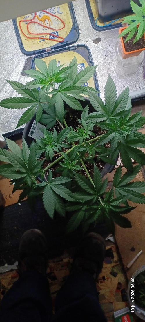 Forbidden Fruit  rQs. Week 5