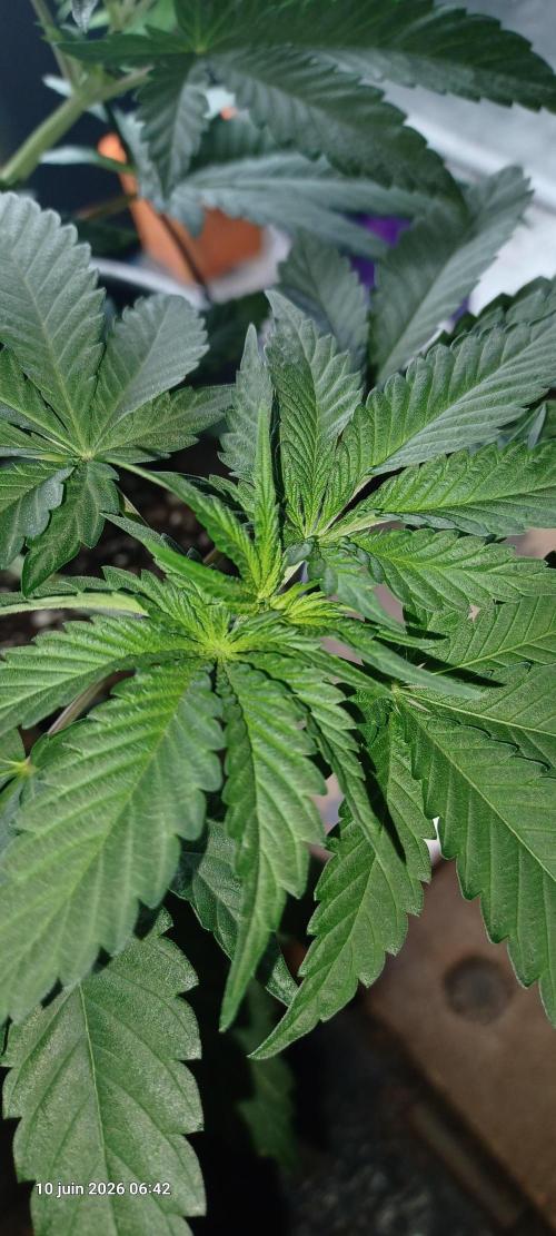 Forbidden Fruit  rQs. Week 5