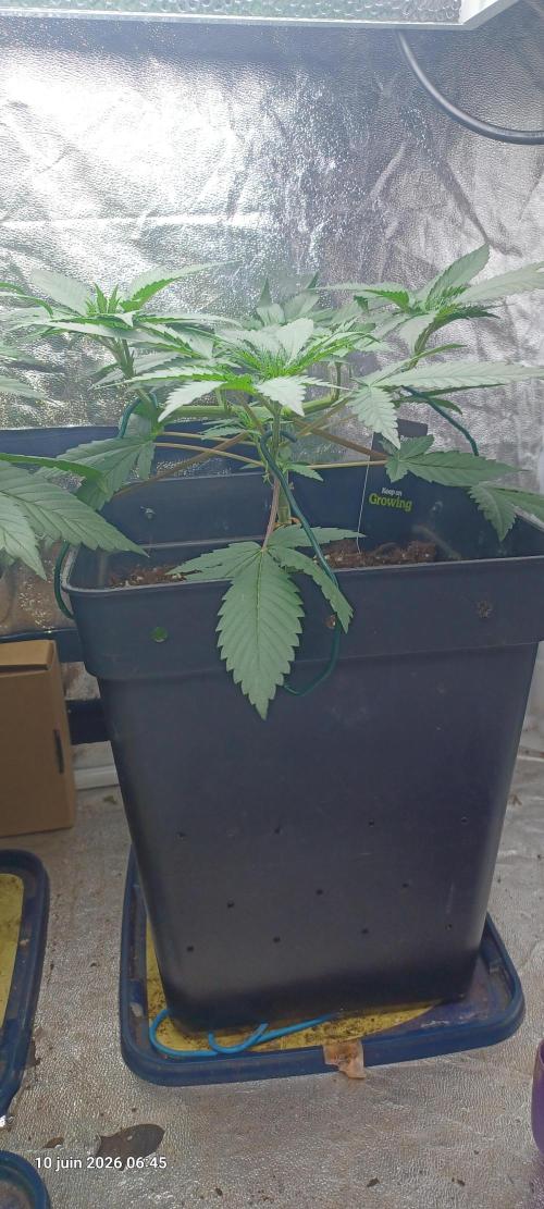 Forbidden Fruit  rQs. Week 5