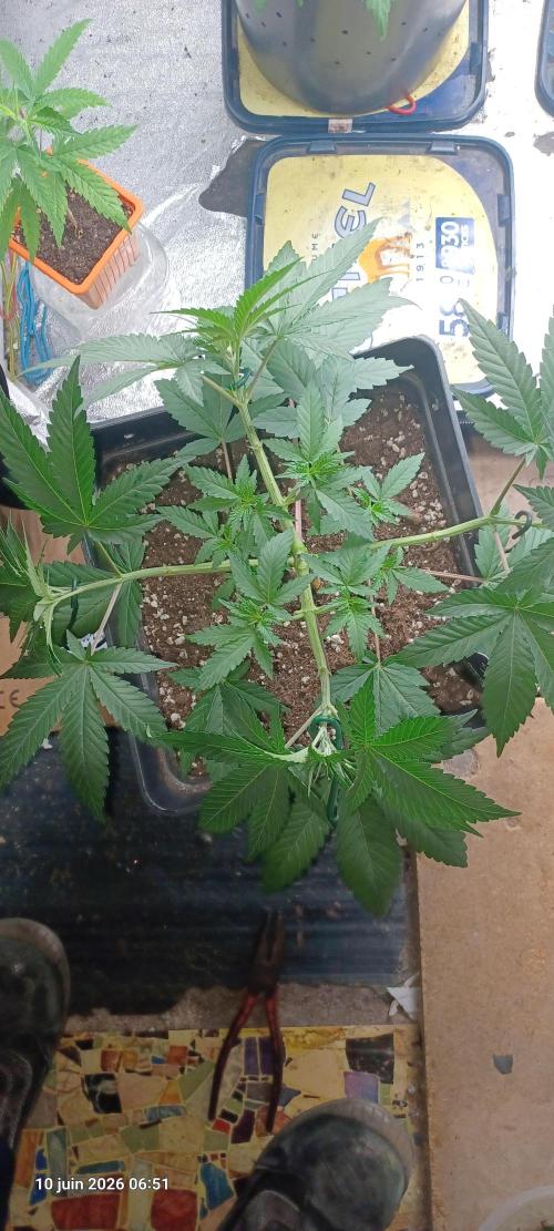 Forbidden Fruit  rQs. Week 5