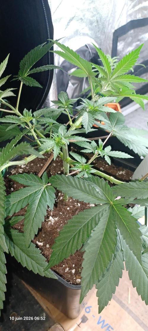 Forbidden Fruit  rQs. Week 5