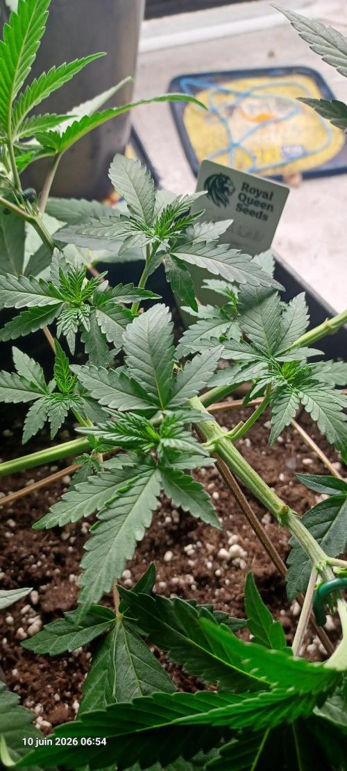 Forbidden Fruit. Week 5