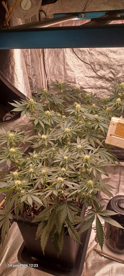 Wedding cake rQs. Week 9