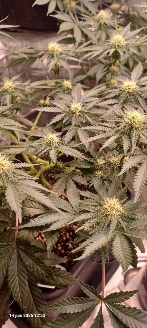 Wedding cake rQs. Week 9