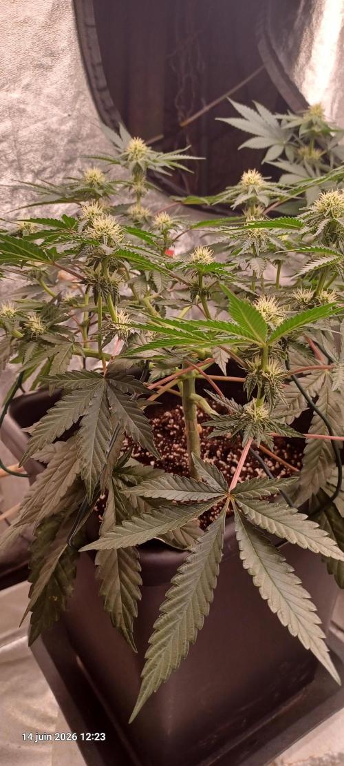 Wedding cake rQs. Week 9