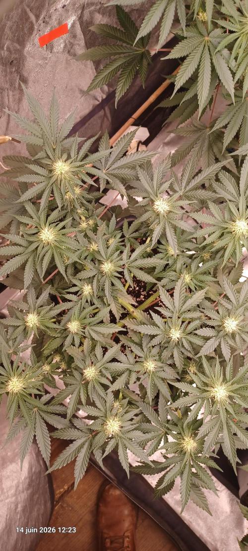 Wedding cake rQs. Week 9