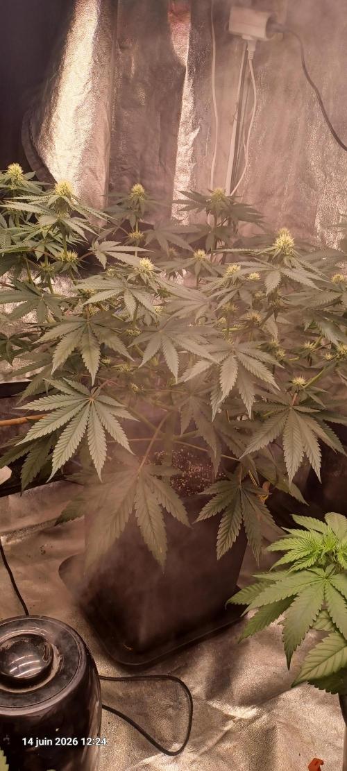 Wedding cake rQs. Week 9