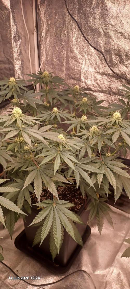 Wedding cake rQs. Week 9