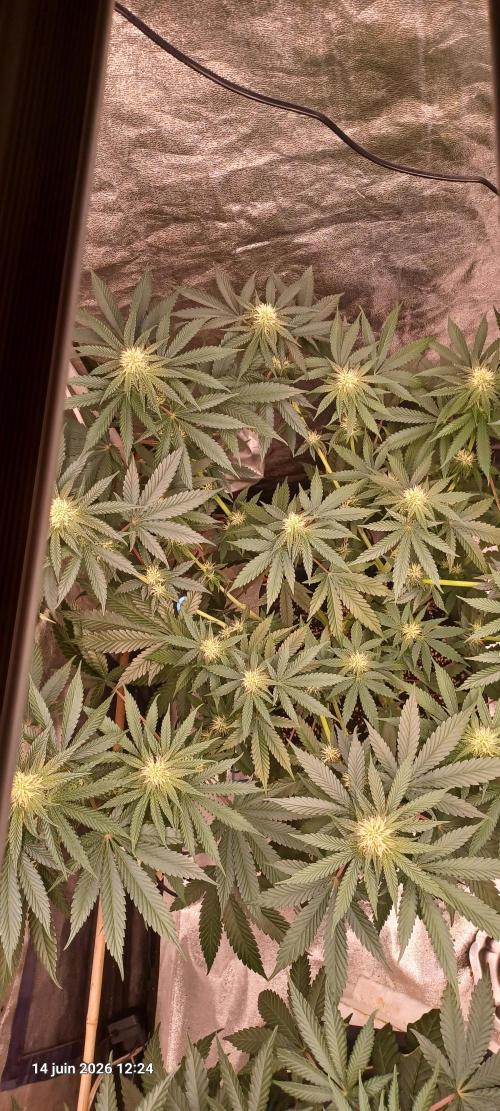 Wedding cake rQs. Week 9