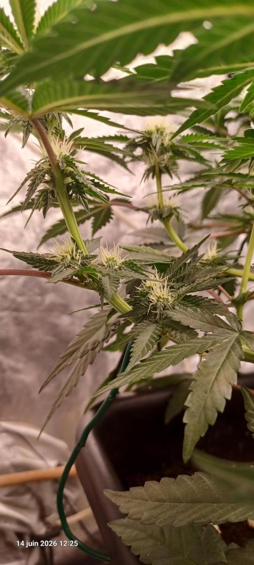 Wedding cake rQs. Week 9