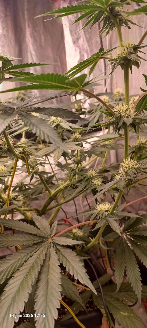Wedding cake rQs. Week 9