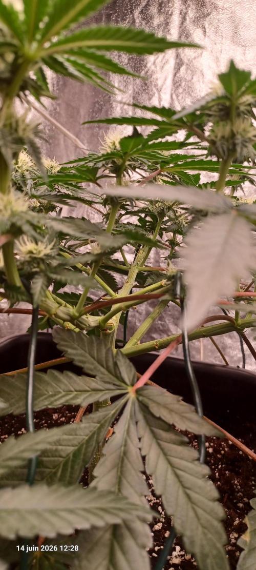 Wedding cake rQs. Week 9