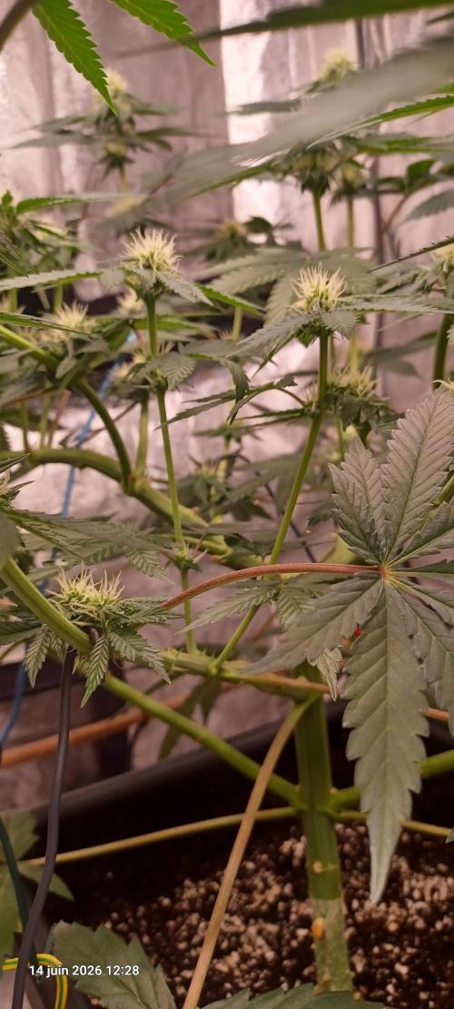 Wedding cake rQs. Week 9