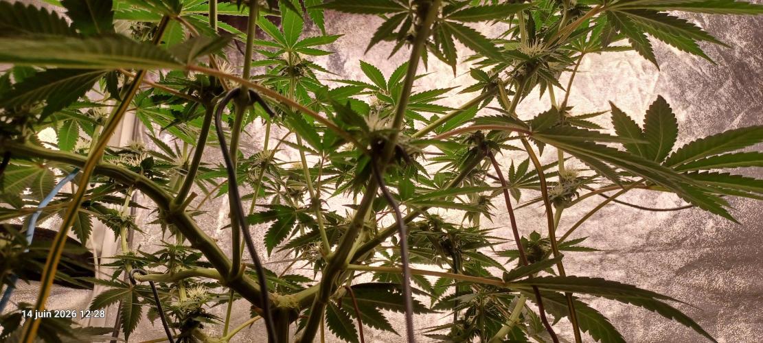 Royal Queen Seeds - Wedding Cake by Cooky_420L