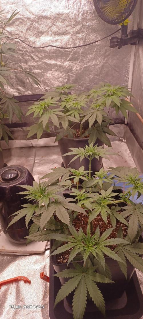 Forbidden Fruit  rQs. Week 6