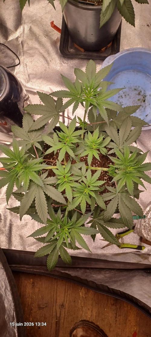 Forbidden Fruit  rQs. Week 6