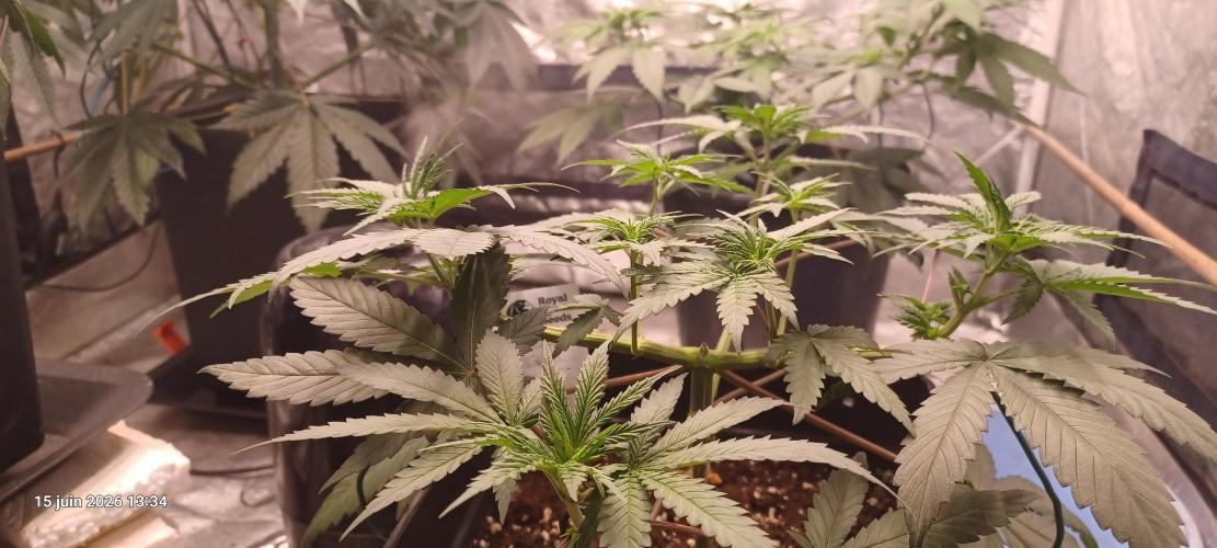 Forbidden Fruit  rQs. Week 6