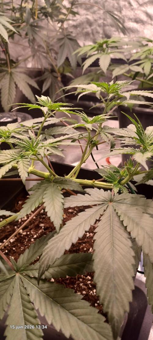 Forbidden Fruit  rQs. Week 6
