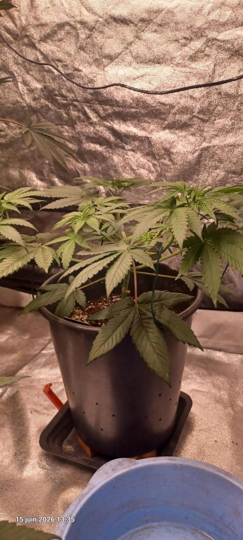 Forbidden Fruit  rQs. Week 6