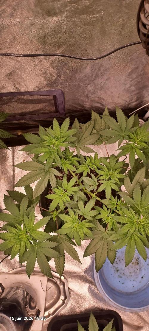 Forbidden Fruit  rQs. Week 6