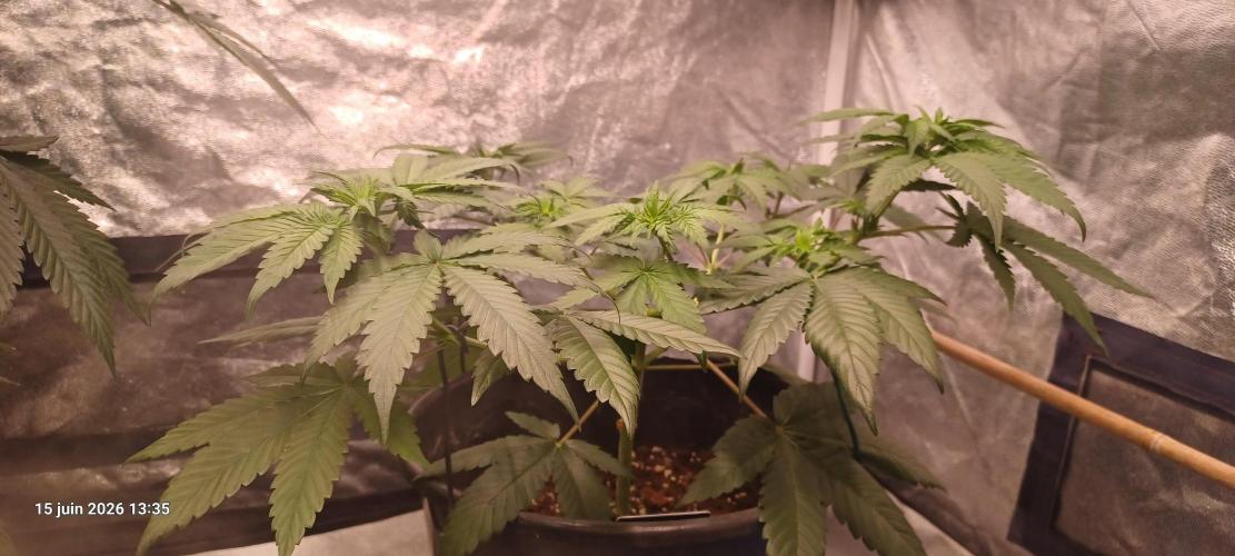 Forbidden Fruit  rQs. Week 6