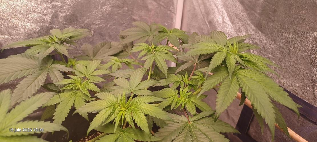 Forbidden Fruit  rQs. Week 6