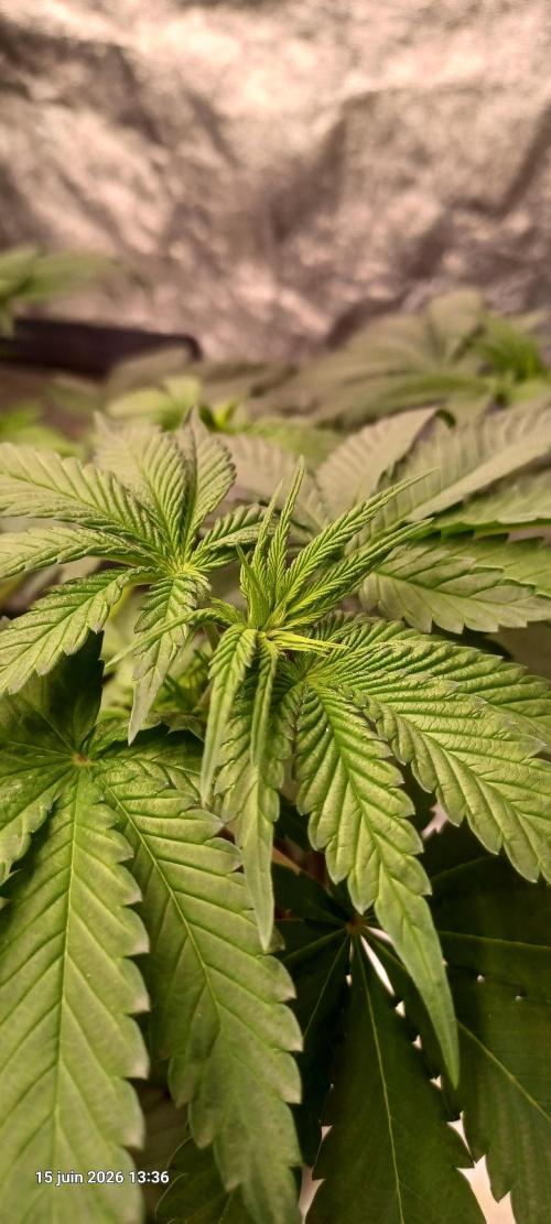 Forbidden Fruit. Week 6