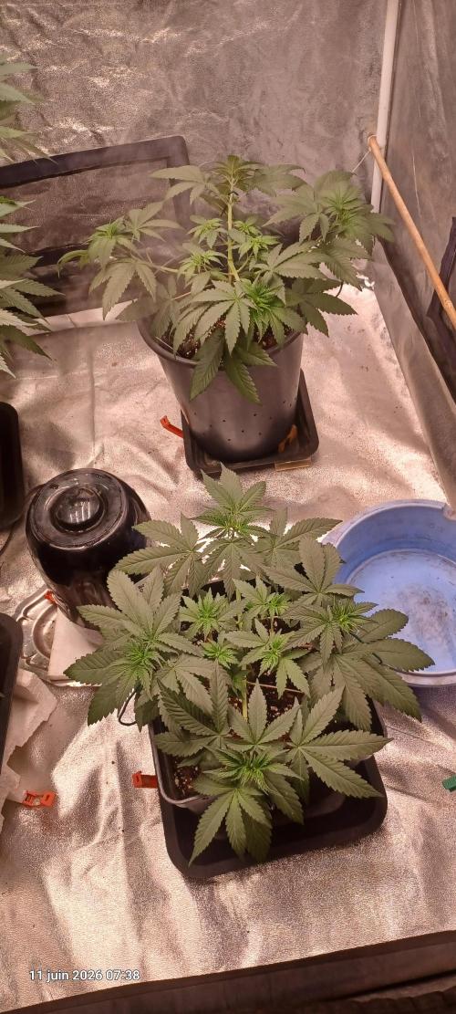 Shogun rQs. Week 17