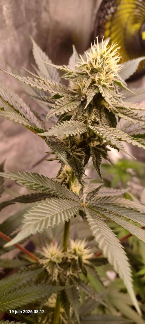 Wedding cake rQs. Week 10