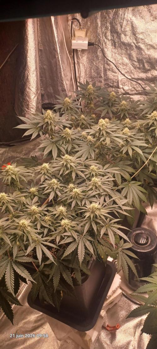 Wedding cake rQs. Week 10