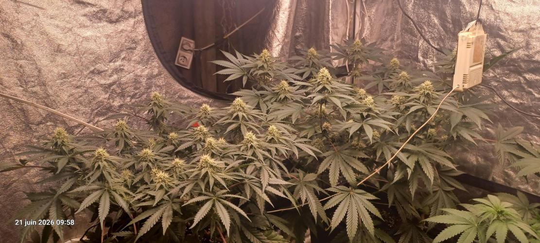 Wedding cake rQs. Week 10