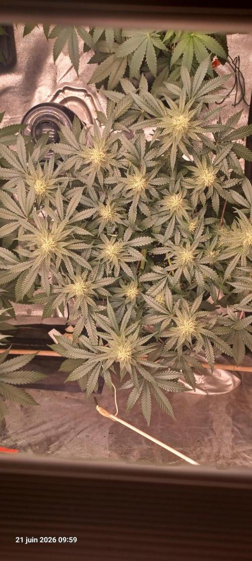 Wedding cake rQs. Week 10