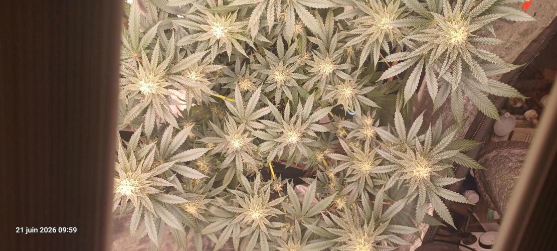 Wedding cake rQs. Week 10