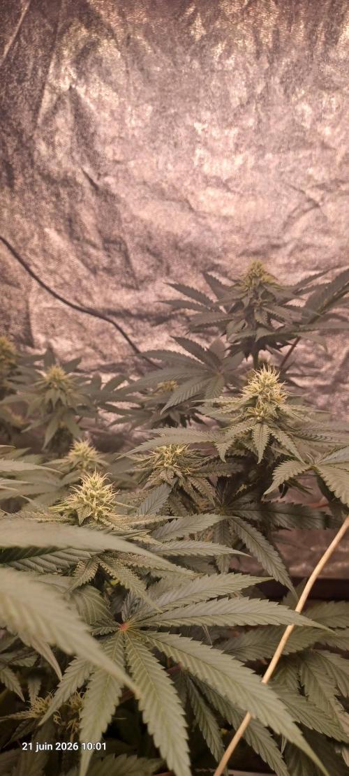 Wedding cake rQs. Week 10