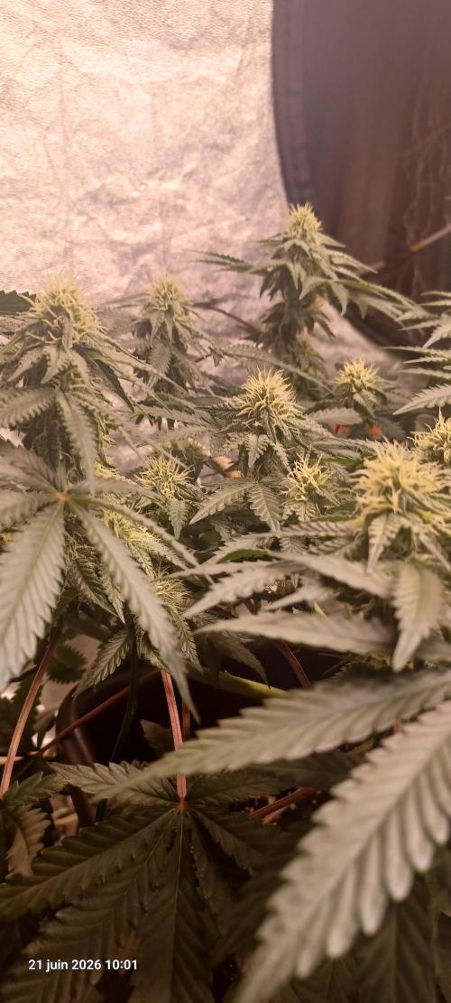Wedding Cake. Week 10