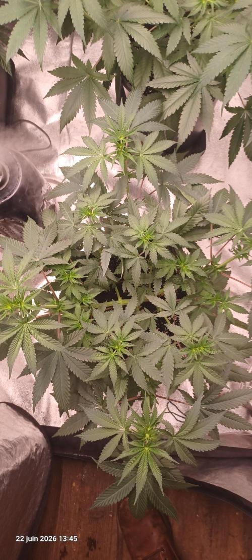 Forbidden Fruit  rQs. Week 7