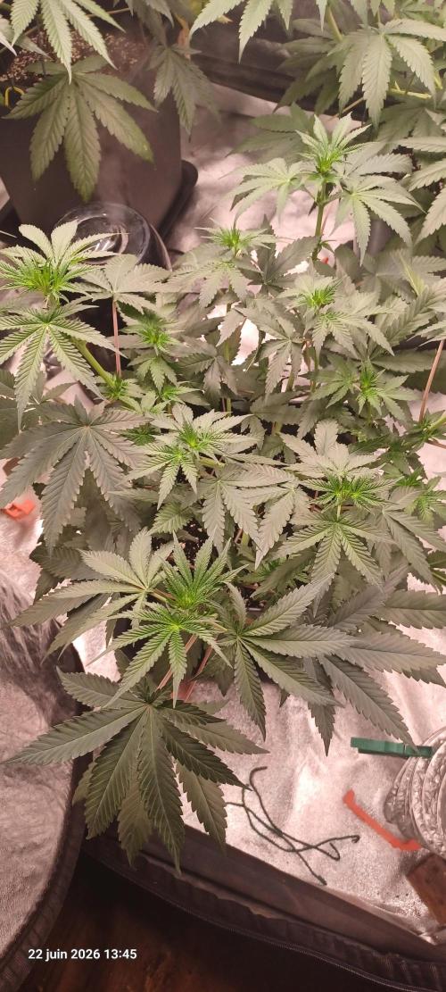 Forbidden Fruit  rQs. Week 7