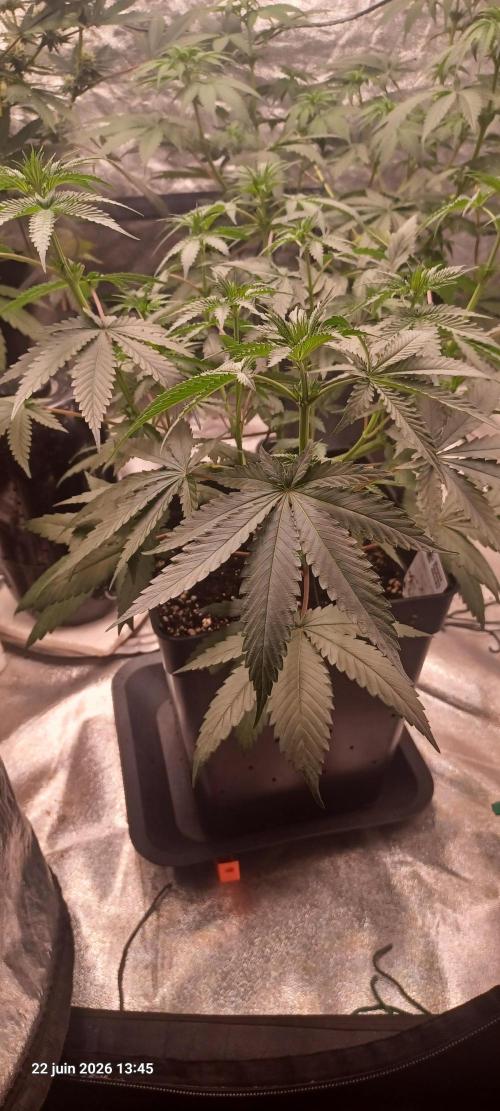 Forbidden Fruit  rQs. Week 7