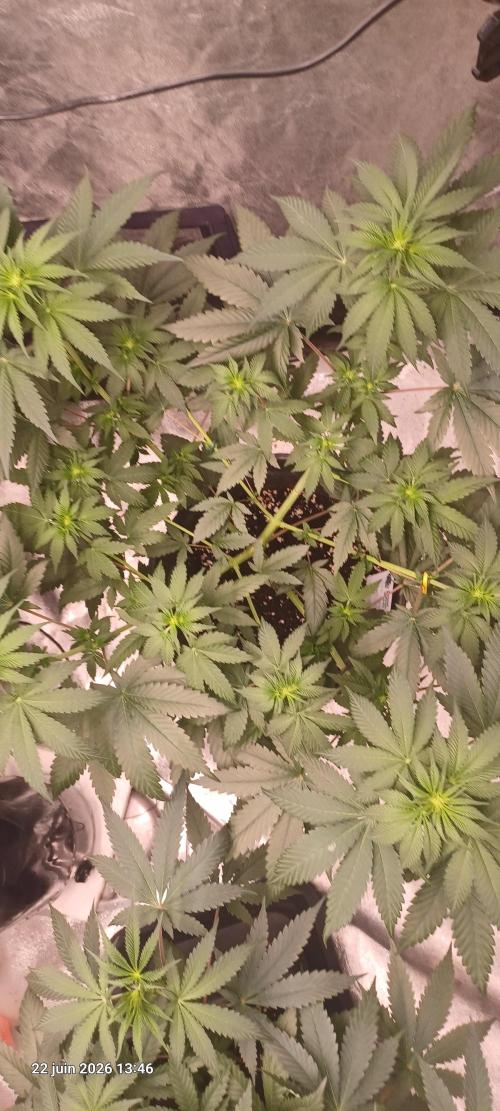 Forbidden Fruit  rQs. Week 7
