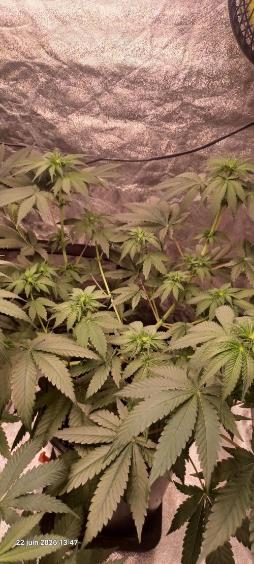Forbidden Fruit  rQs. Week 7