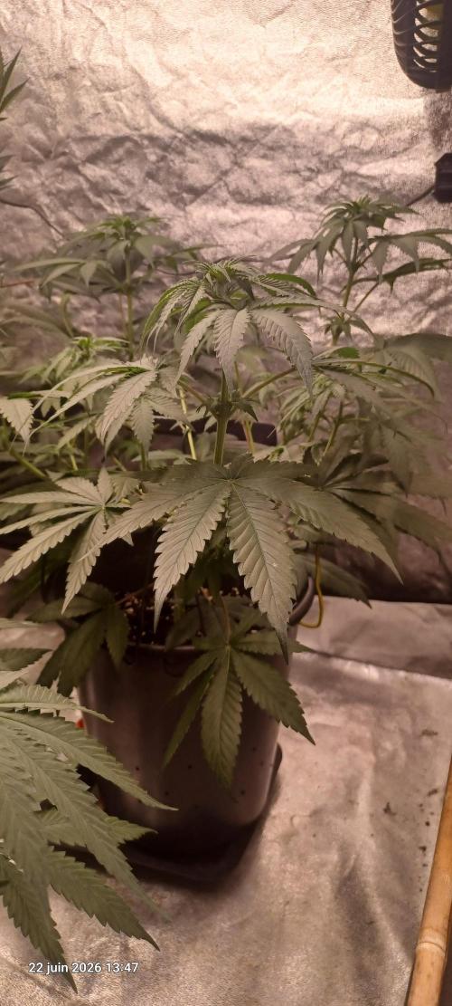 Forbidden Fruit. Week 7