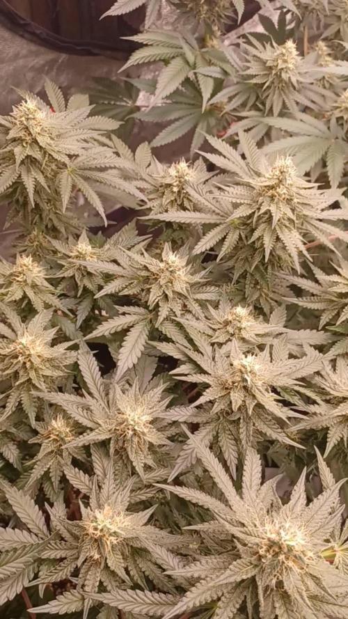 Wedding cake rQs